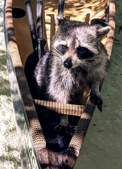 raccoon in Placid Boatworks lightweight pack canoe